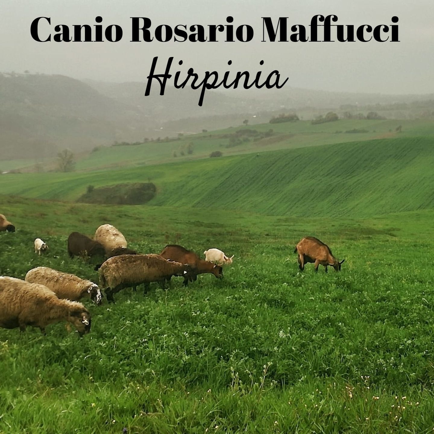 Canio Rosario Maffucci 